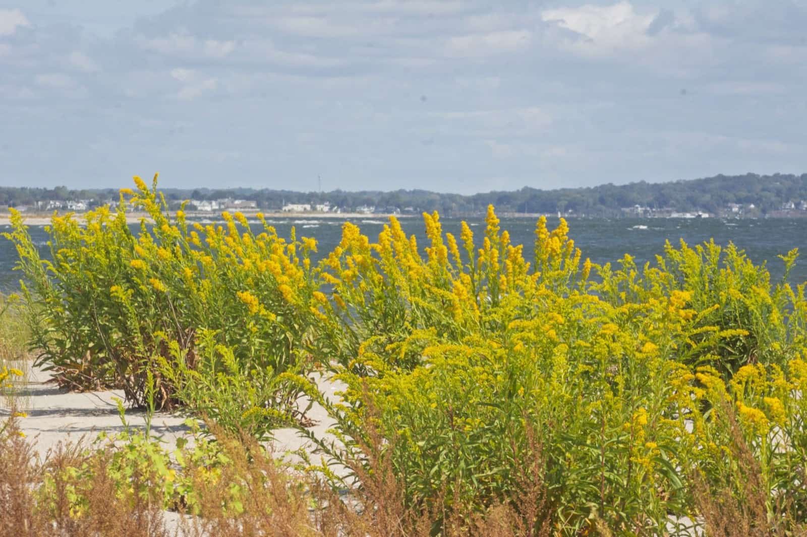 Long Island Sound shoreline at Stratford Point in Stratford, Connecticut. Green Restoration provides 24/7 water, fire, mold, and storm damage restoration in Stratford, CT.